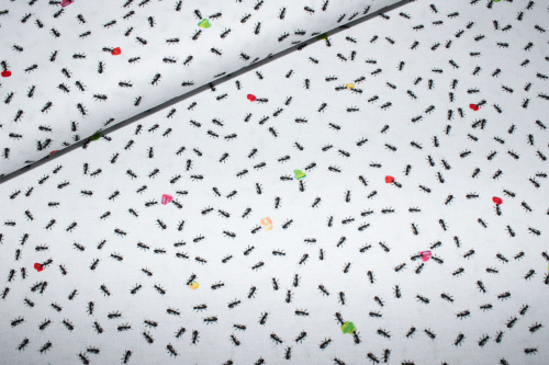 Designerbaumwolle Ameisen weiß (10 cm)